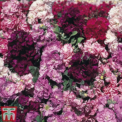 Stocks 'Incana Tudor Tapestry' - Seeds